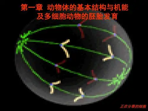 动物生物学动物细胞、组织、器官和系统PPT课件