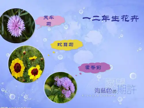 一二年生花卉-矢车菊、蛇目菊、藿香蓟