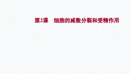 【课件】高三生物一轮复习课件：第四单元  第2课细胞的减数分裂和受精作用