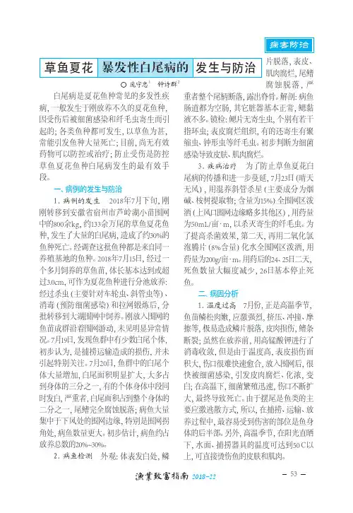 草鱼夏花暴发性白尾病的发生与防治