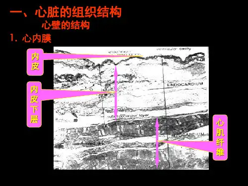心血管系统解剖学演示PPT