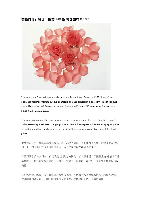 英语口语：每日一图第146期 英国国花ROSE