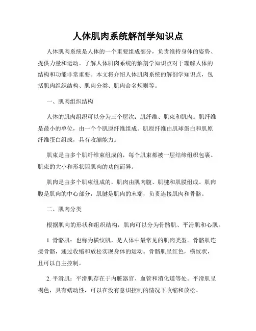 人体肌肉系统解剖学知识点