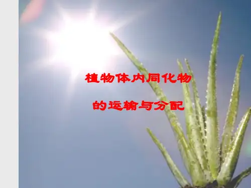 第六章 植物体内同化物运输和分配