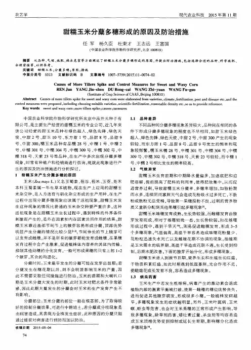 甜糯玉米分蘖多穗形成的原因及防治措施