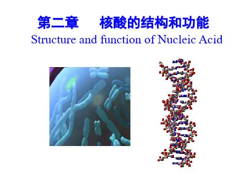 生物化学第二章核酸