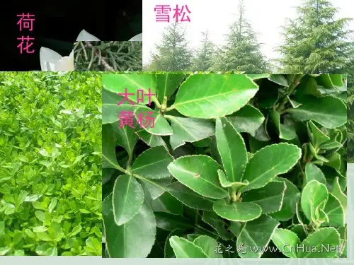 多年生常绿草本植物