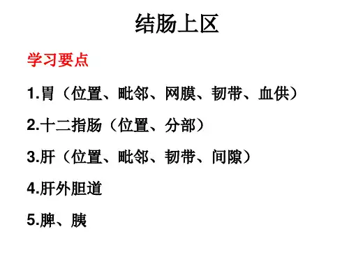 局部解剖学结肠上区