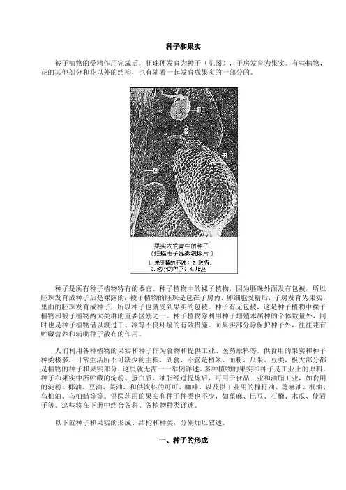 种子和果实