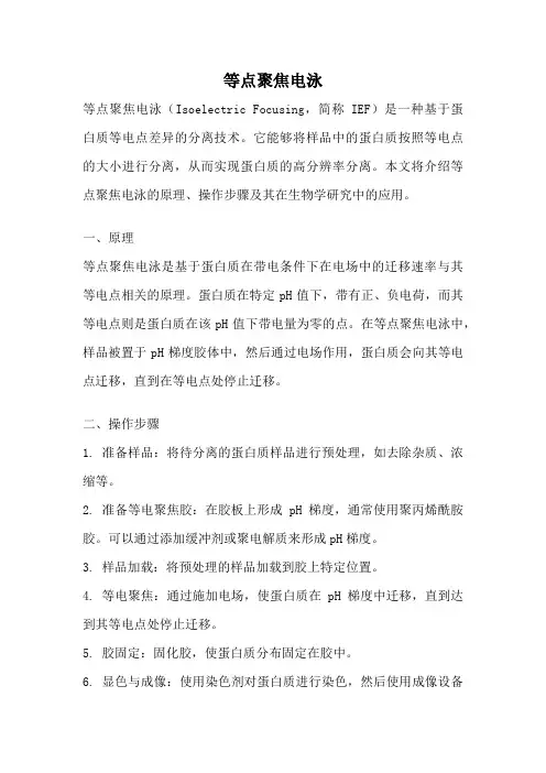 等点聚焦电泳