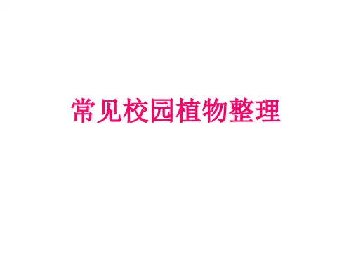 学校常见植物