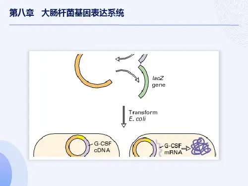 大肠杆菌基因表达系统