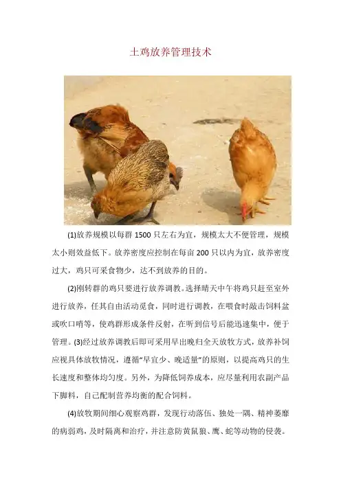 土鸡放养管理技术