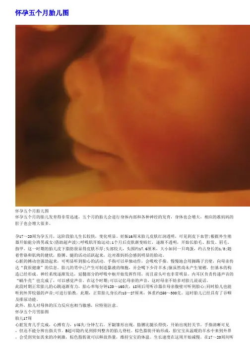 怀孕五个月胎儿图(pdf)