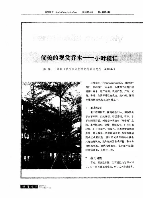 优美的观赏乔木——小叶榄仁