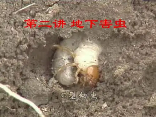 地下害虫