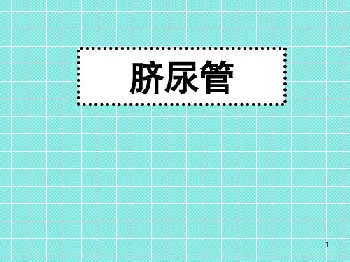 脐尿管 PPT课件
