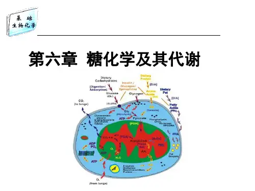生物化学基础(靳利娥)第6章 糖代谢