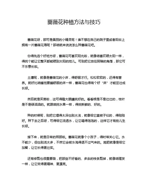 蔷薇花种植方法与技巧