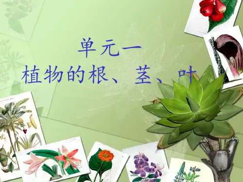 植物的根茎叶PPT课件