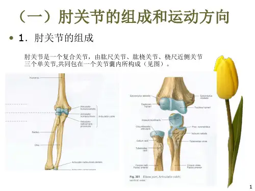 肘关节运动学ppt课件