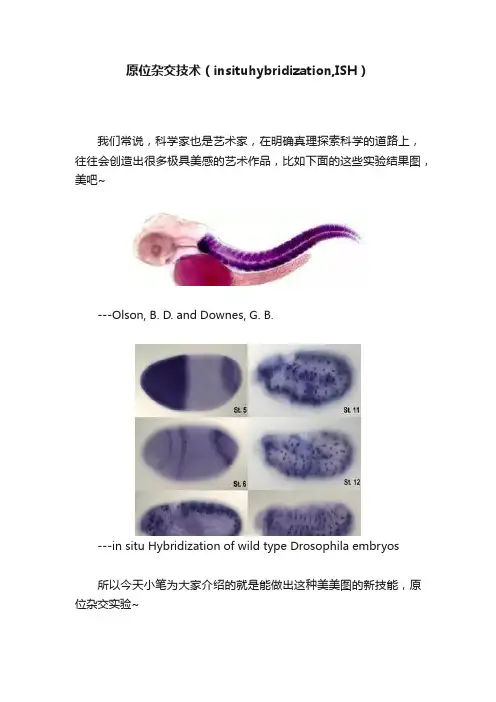 原位杂交技术（insituhybridization,ISH）