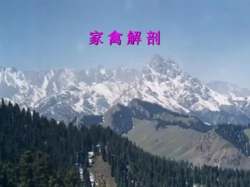 第十二章  家禽解剖