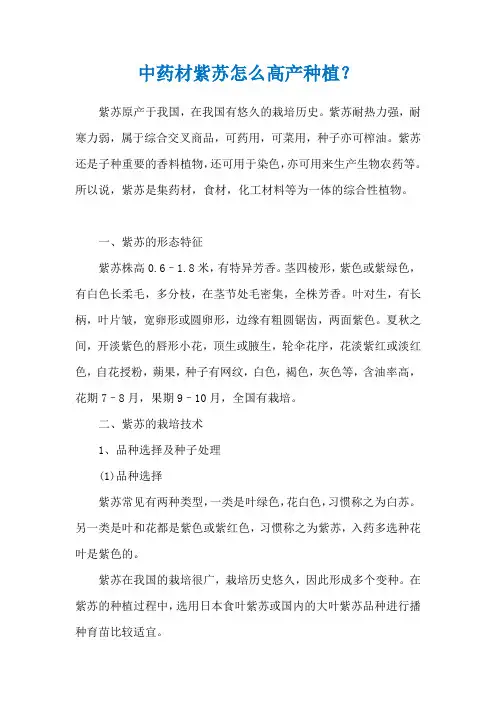 中药材紫苏怎么高产种植？
