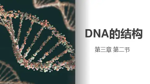 DNA的结构ppt课件