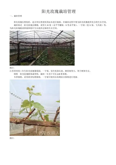 阳光玫瑰栽培管理
