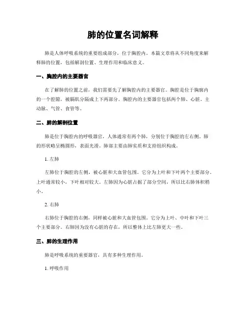 肺的位置名词解释