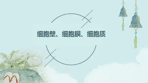 细胞壁细胞膜细胞质