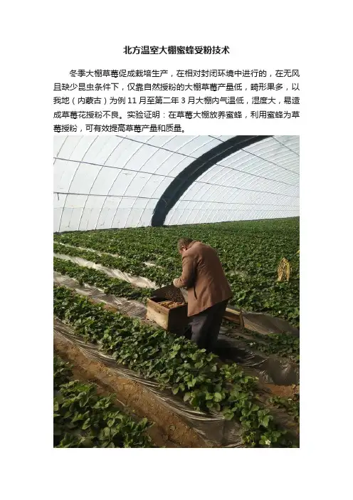 北方温室大棚蜜蜂受粉技术