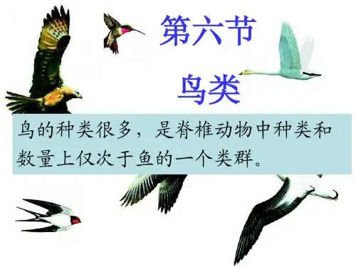第六节 鸟类