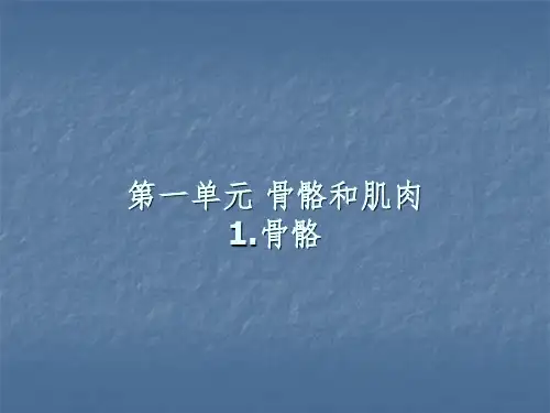 四年级科学下册骨骼ppt课件