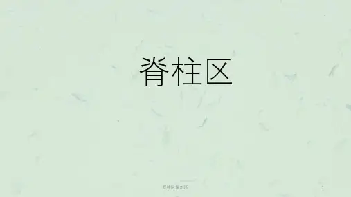 脊柱区解剖图课件