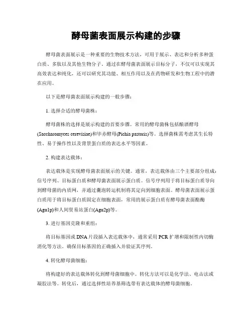 酵母菌表面展示构建的步骤