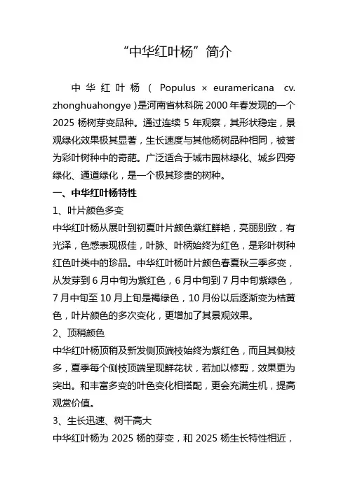 中华红叶杨简介