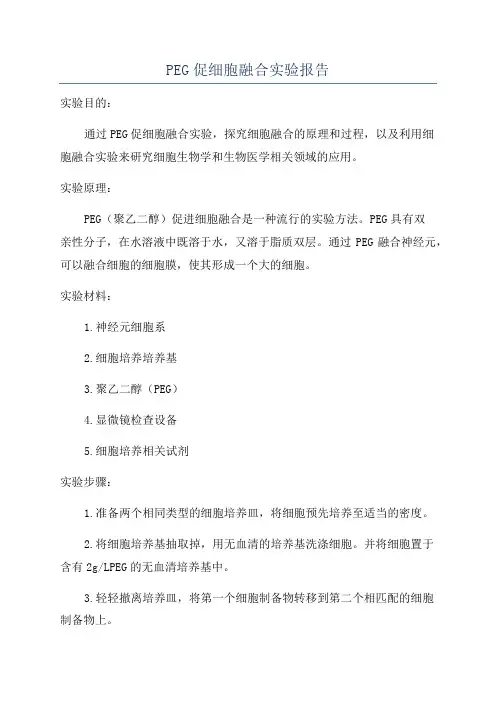 PEG促细胞融合实验报告