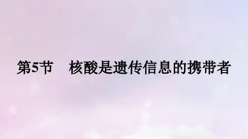 新教材高中生物第2章组成细胞的分子第5节核酸是遗传信息的携带者课件新人教版必修1