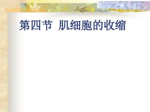 肌肉收缩机理
