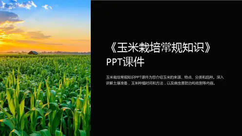 《玉米栽培常规知识》课件