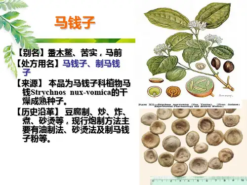 炮制马钱子教学提纲