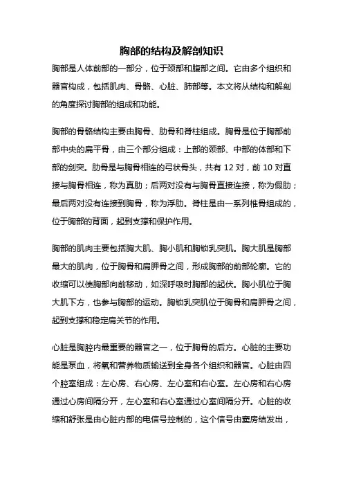 胸部的结构及解剖知识