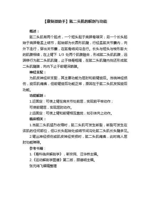 【康复微助手】肱二头肌的解剖与功能