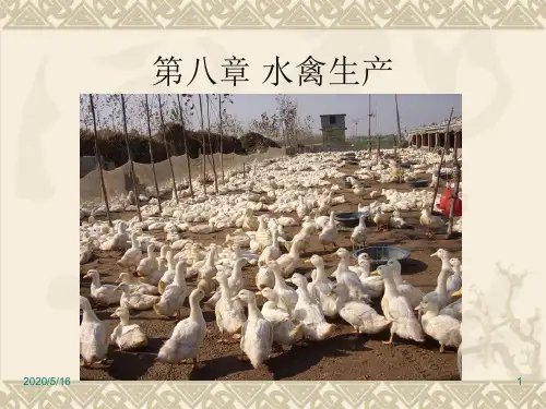 第八章 水禽生产
