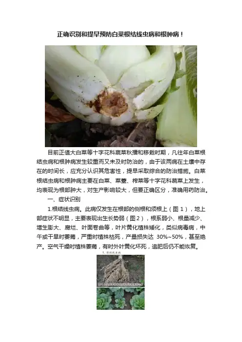 正确识别和提早预防白菜根结线虫病和根肿病！