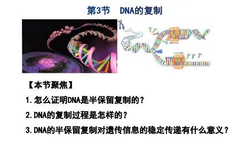 3-3DNA的复制课件 高一下学期 生物人教版必修2