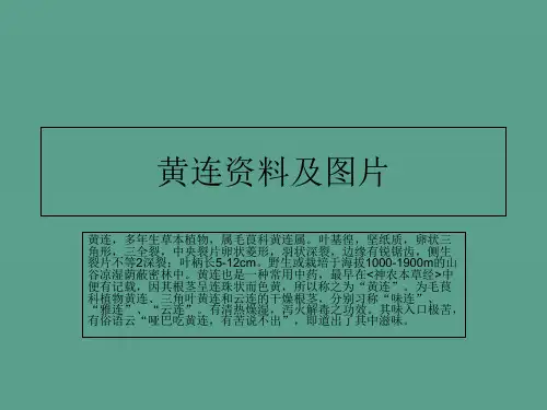 黄连资料及图片ppt课件