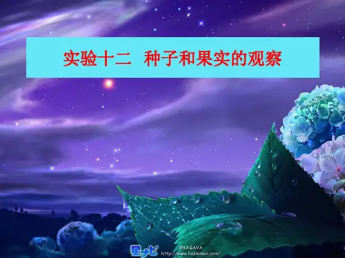 植物实验12 种子和果实的观察